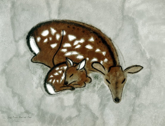 Silka deer and fawn pic